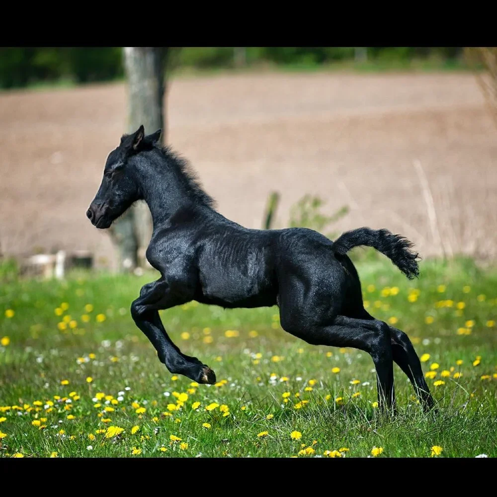 The Art of Horses Equine Portraits 2027 Horse Wall Calendar Equestrian Art Gift